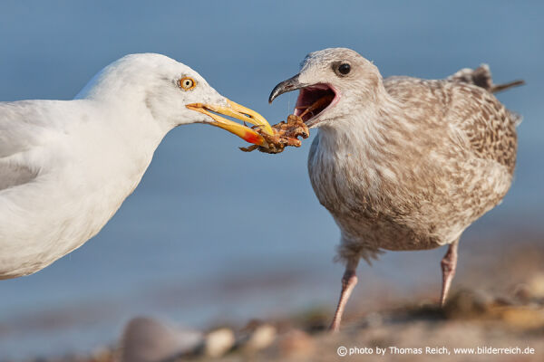 European herring gull feeds immature