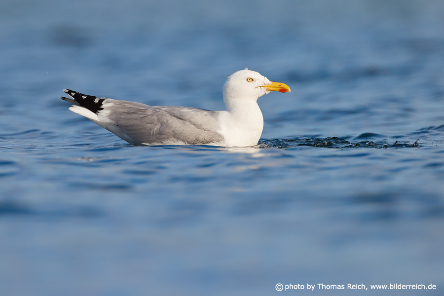 European herring gull swims Baltic Sea