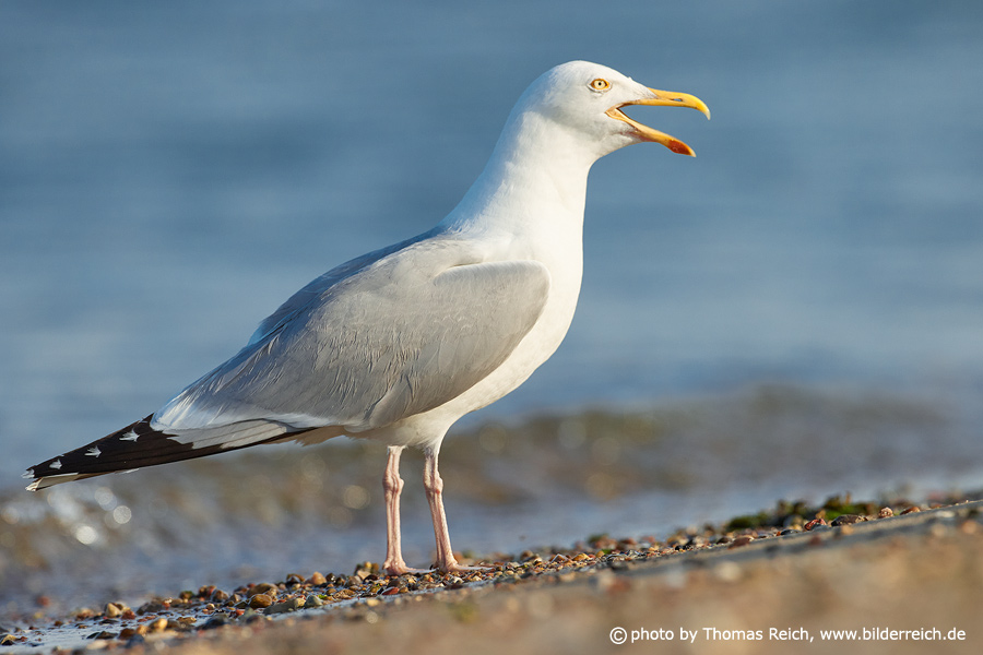 European herring gull call