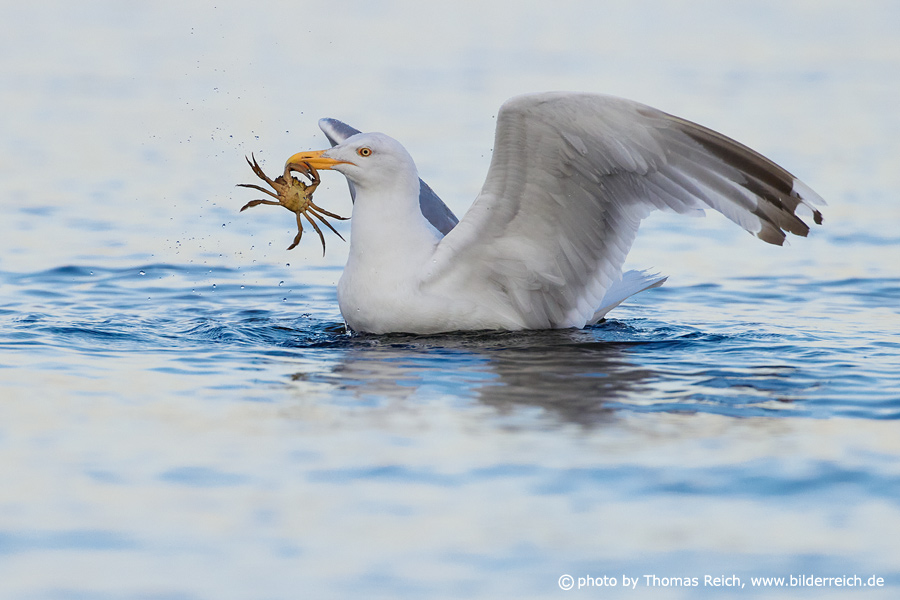 European herring gull  diet