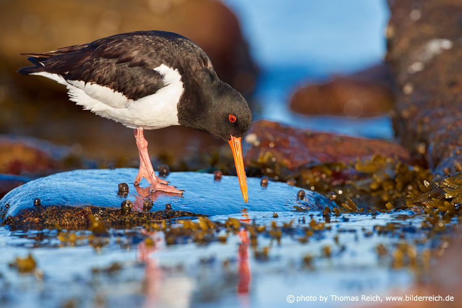 Eurasian Oystercatcher looking for worms