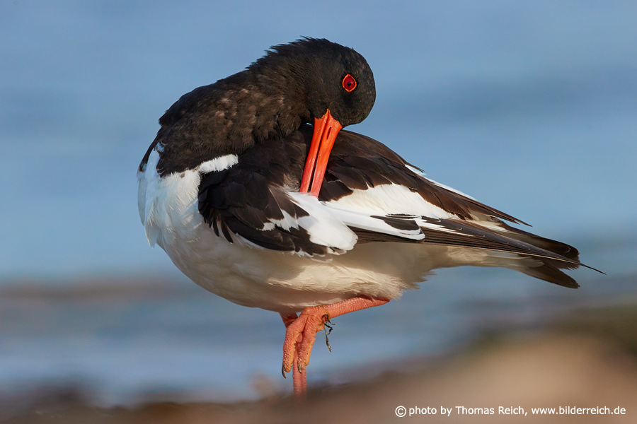 Eurasian Oystercatcher cleans feathers