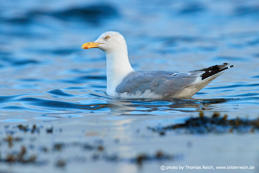 European herring gull swimming in ocean
