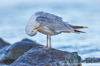 European herring gull cleans plumage