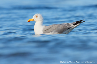 European herring gull swimms