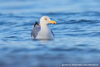 Herring gull swimming in water