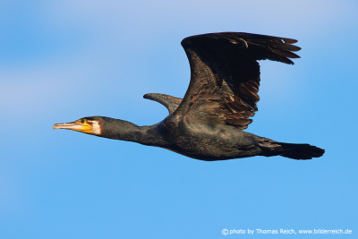 Great black cormorant in flight