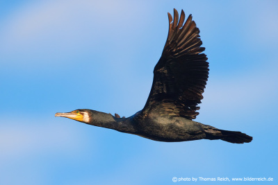 Great black cormorant in flight image