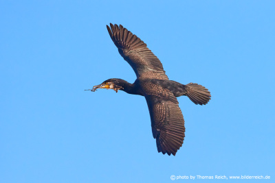 Black Cormorant flying with nesting material