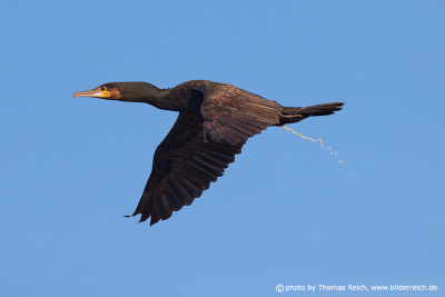 Cormorant feces while flying
