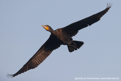 Great black cormorant wingspan
