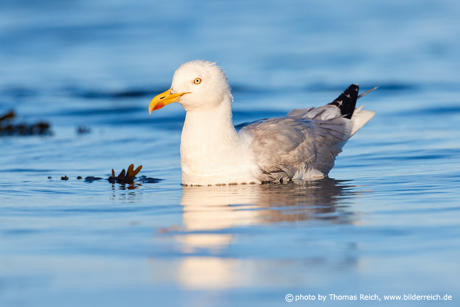 European herring gull in the ocean
