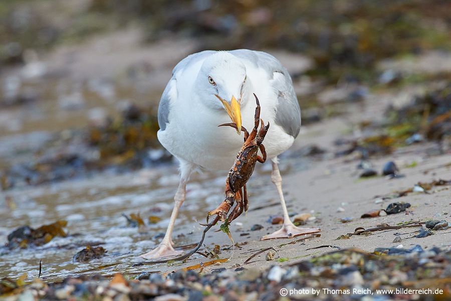 Herring gull eats crustacean