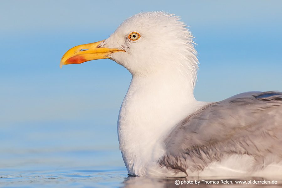 European herring gull red spot bill