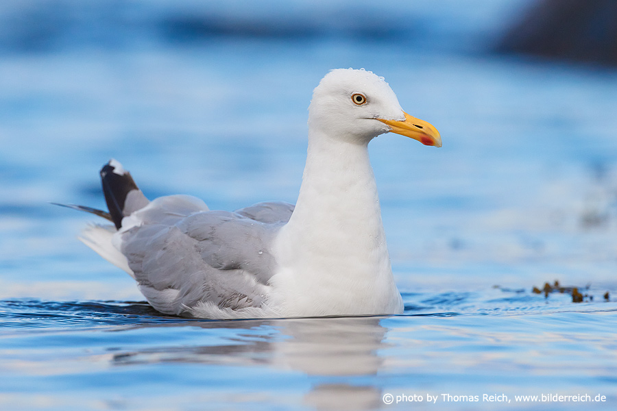 European herring gull appearance