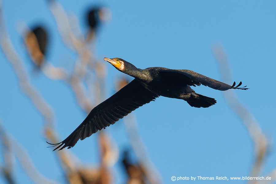 Great black cormorant flying