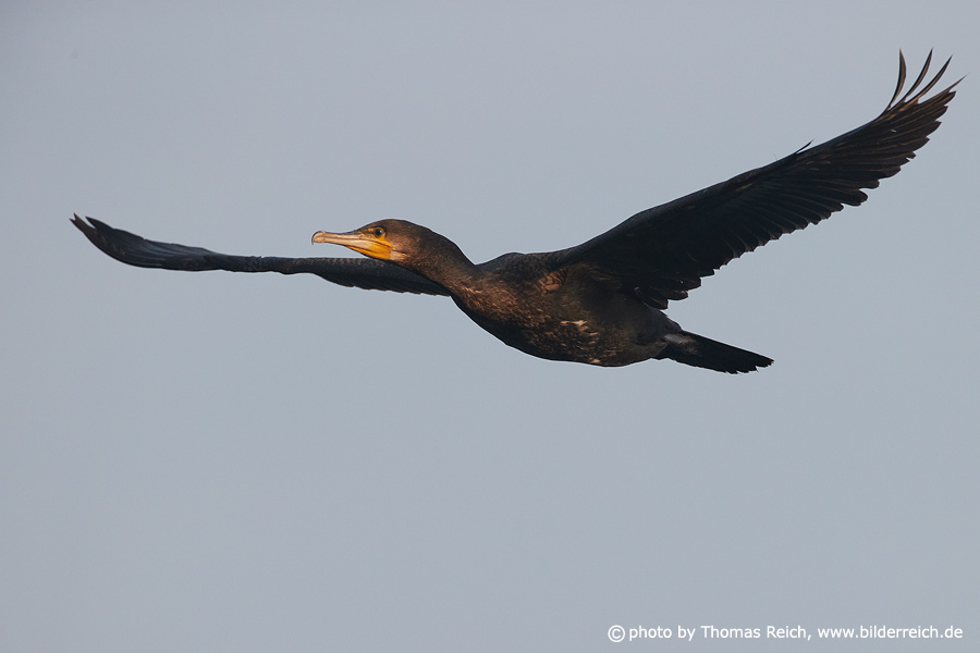 Cormorant from the front