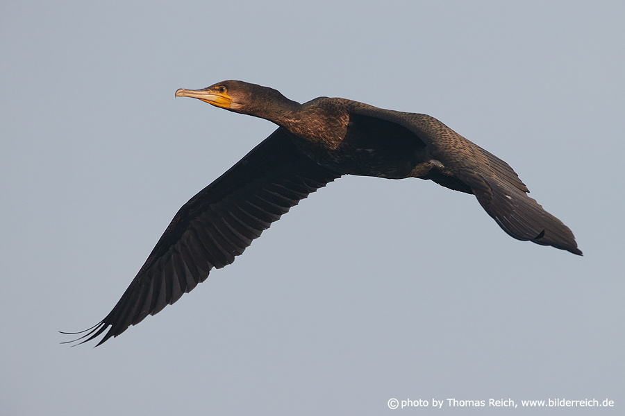 Black Cormorant in flight