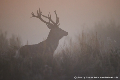 Silhouette deer stag fog