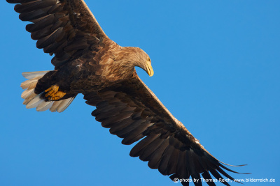 White-tailed eagle spots fish