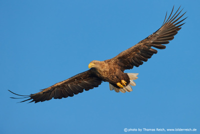 Enormous wingspan of White-tailed Eagle s