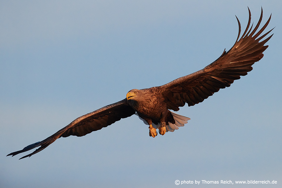 White-tailed eagle fly into thermals