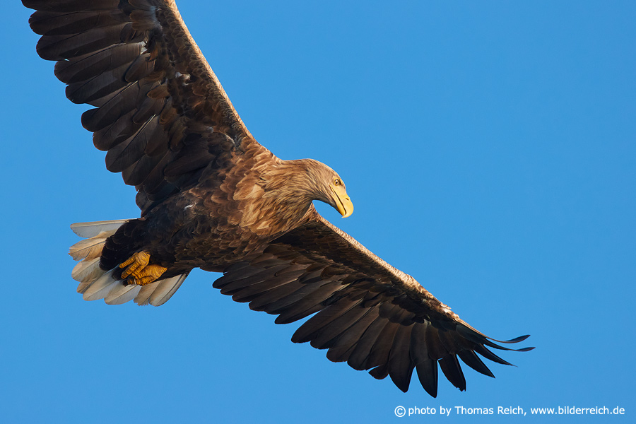 White-tailed Eagle occurrence