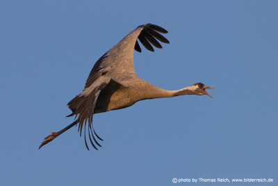 Crane calls in flight