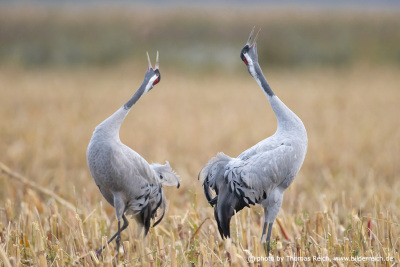 Cranes calling and dancing