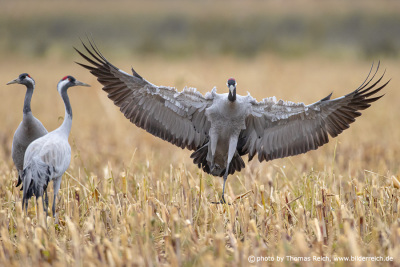 Crane stands with its wings spread wide