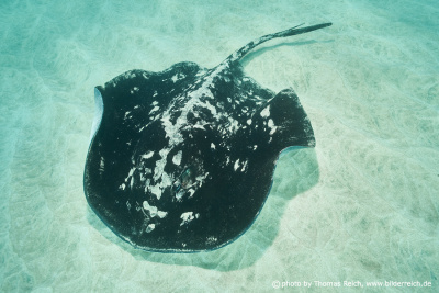 Round fantail stingray appearance