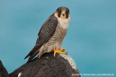 Barbary falcon nature