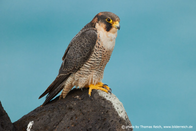 Barbary falcon Wildlife
