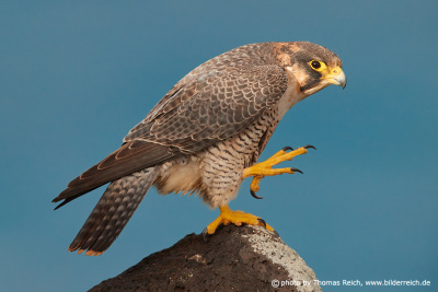 Barbary Falcon yellow claws