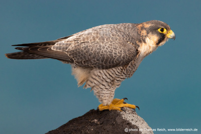 Barbary Falcon side view