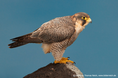 Barbary Falcon close up