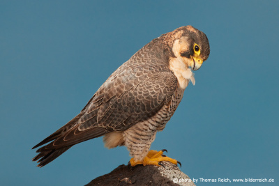 Barbary falcon plumage care