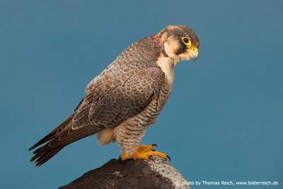Barbary falcon plumage