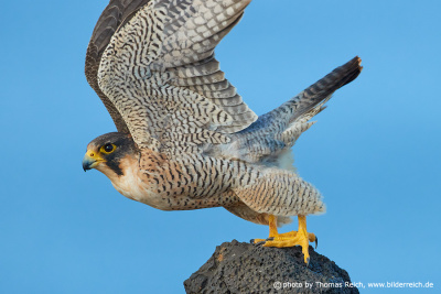Barbary Falcon raptor