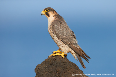 Barbary Falcon curved hook beak