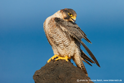 Female Barbary falcon cleans plumage