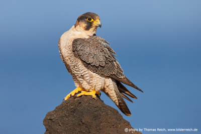 Barbary Falcon sits on a stone