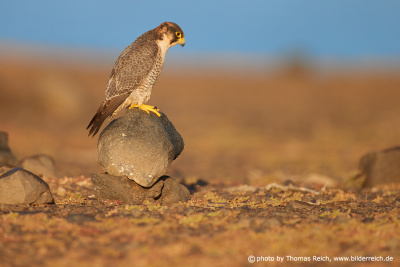 Barbary falcon Canaries