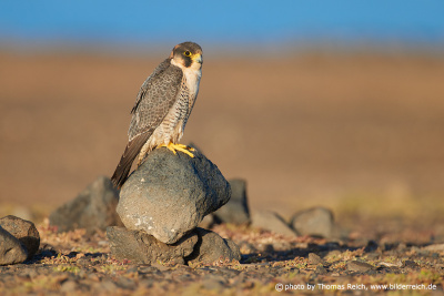 Barbary falcon desert