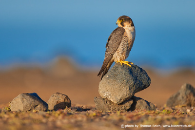 Barbary falcon Fuerteventura