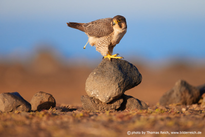 Barbary Falcon bird poop