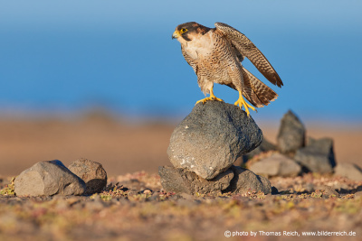 Barbary Falcon perching site