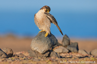 Barbary Falcon cleans plumage