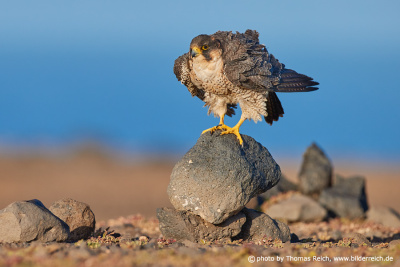 Barbary Falcon bird of semi-desert