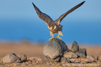 Barbary Falcon takes off